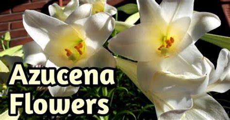 azucena flower|azucena meaning name.